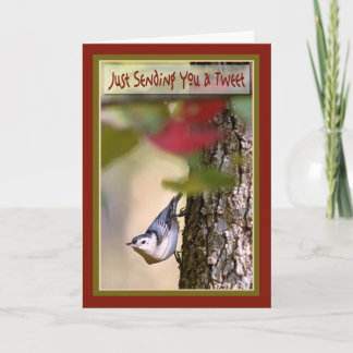 Anniversaire - carte de voeux de sittelle