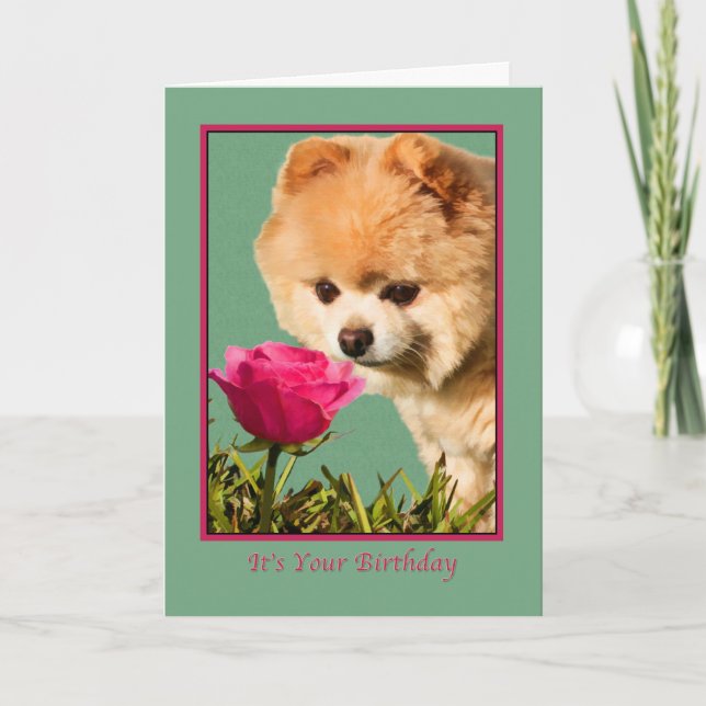 Anniversaire, Chien et Carte Rose de Poméranie (Devant)
