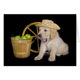 Anniversaire Golden Retriever avec pommes