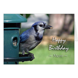 Anniversaire pour maman, Jay bleu chez Bird Feeder