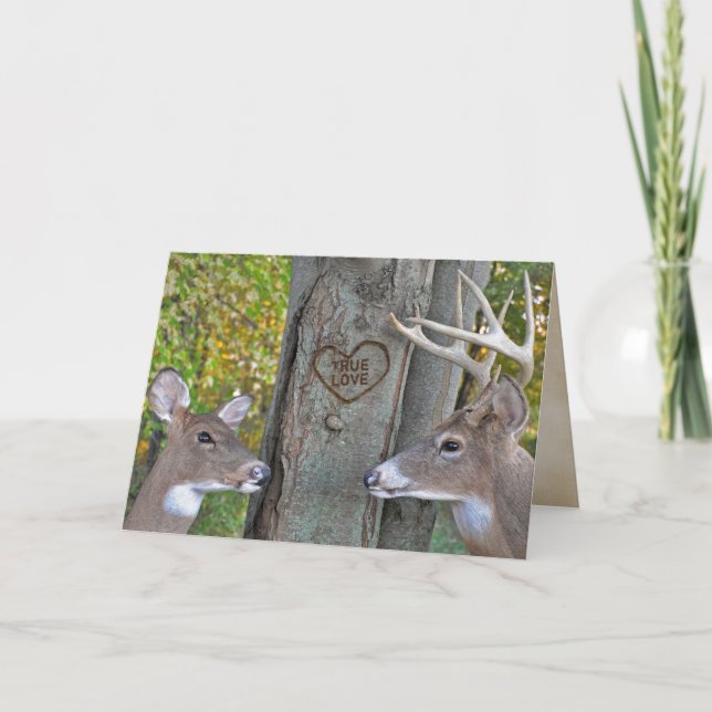 Anniversary Buck and Doe Love Card (Front)