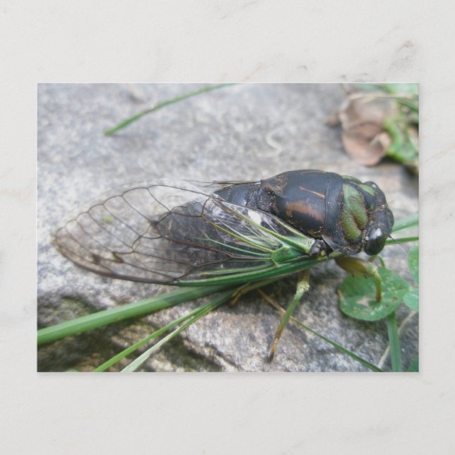 Annual Cicada #1 Postcard (Front)