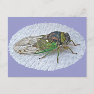 Annual Cicada Coordinating Items Postcard