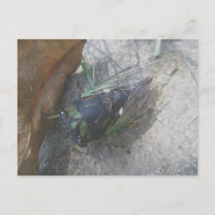 Annual Cicada Postcard