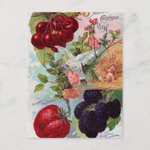 Annual Fruit Catalogue 1896 Postcard