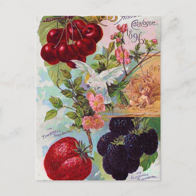Annual Fruit Catalogue 1896 Postcard (Front)