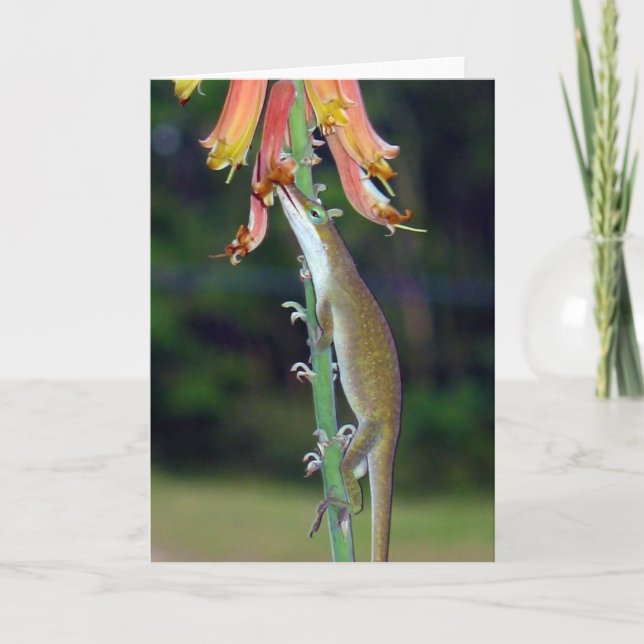 Anole drinking Nectar from Orange Flowers Card (Front)