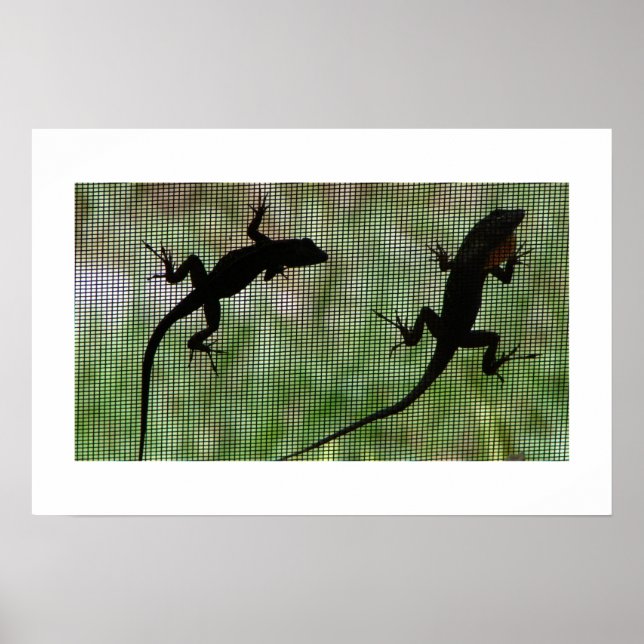 Anole Dual Poster (Front)