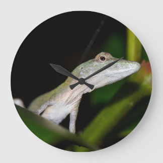 anolis occultus clock
