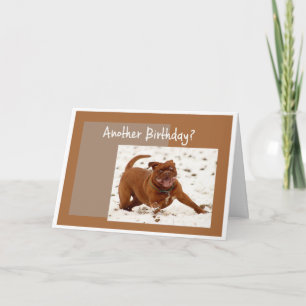 Another Birthday We need to Stop this Dog Greeting Card
