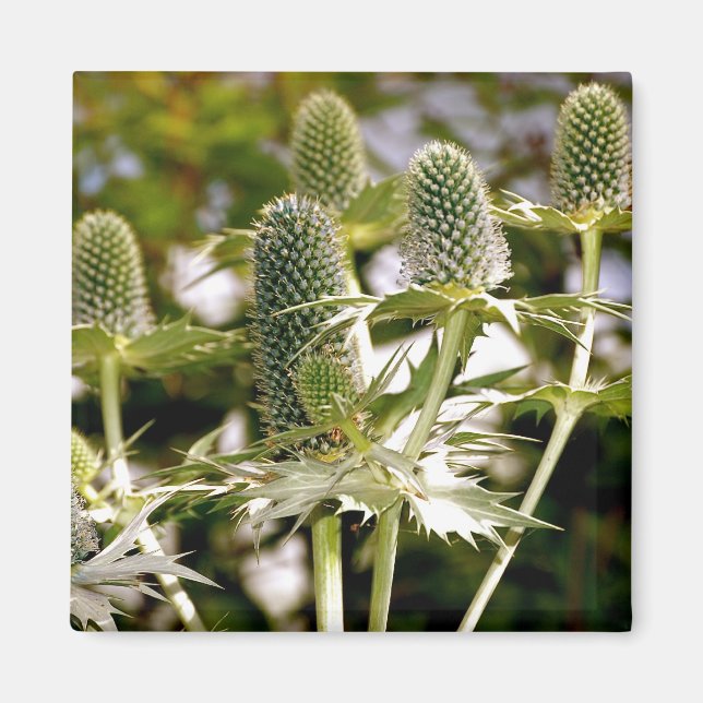 Another Cool Plant Magnet (Front)