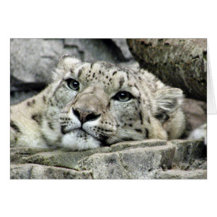 Another monday snow leopard