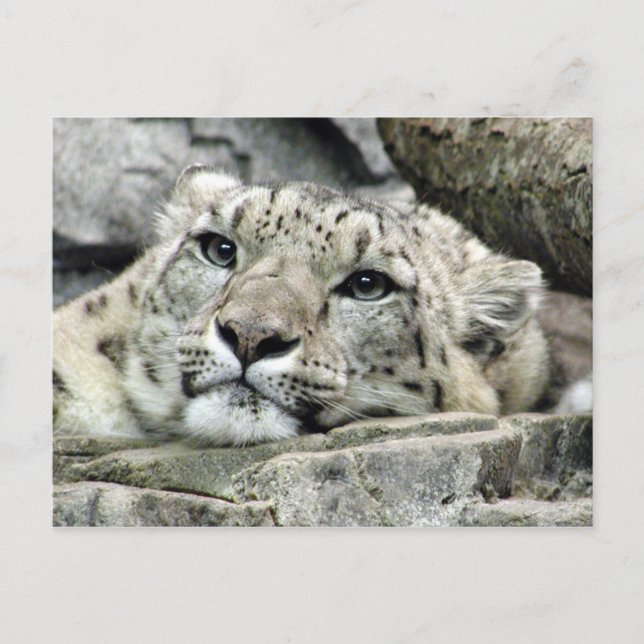 Another monday snow leopard postcard (Front)