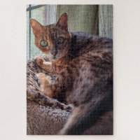 Ansel the Bengal in the Window