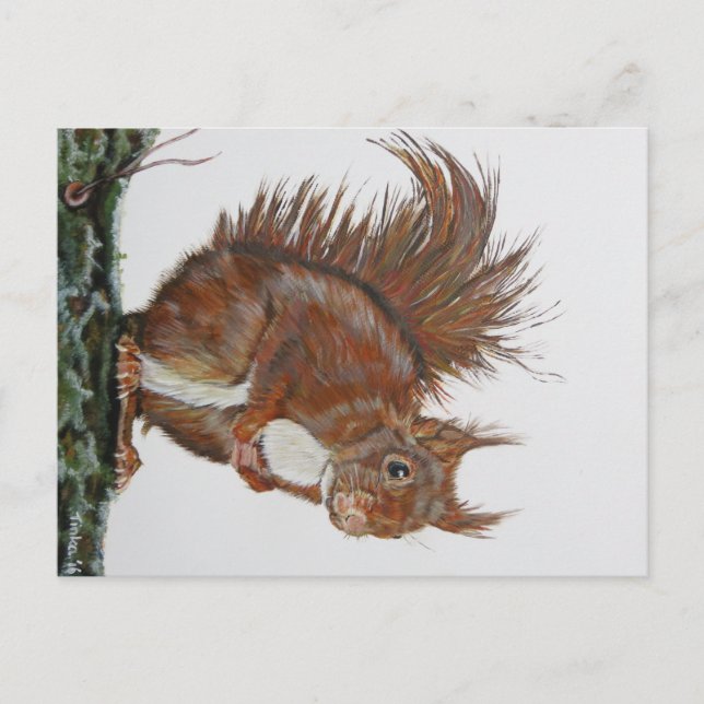 Ansichtkaart Eekhoorn. Postcard (Front)