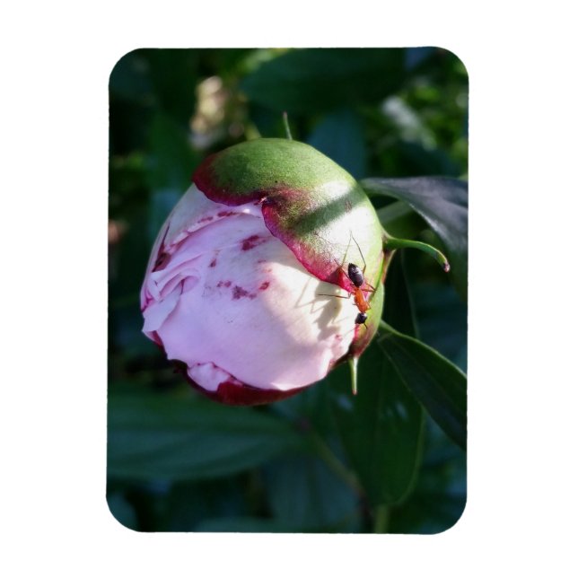 Ant and Shadow on Peony Magnet (Vertical)