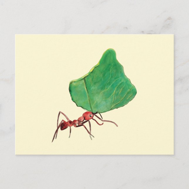 Ant Carrying a Big Leaf   Postcard (Front)