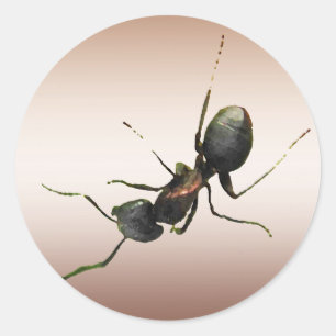 Ant Classic Round Sticker