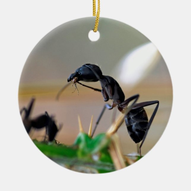Ant eating insect ceramic ornament (Front)
