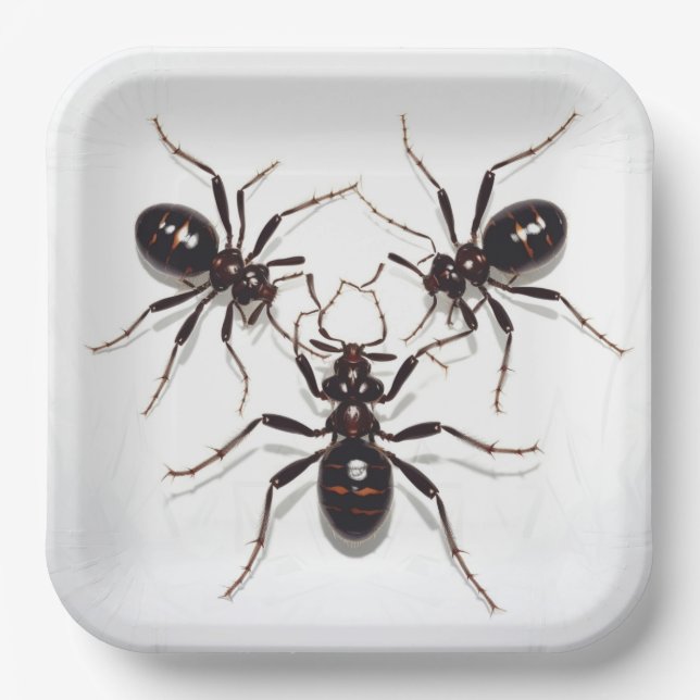 Ant Feast cardboard plates (Front)