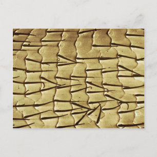 Ant - front leg postcard