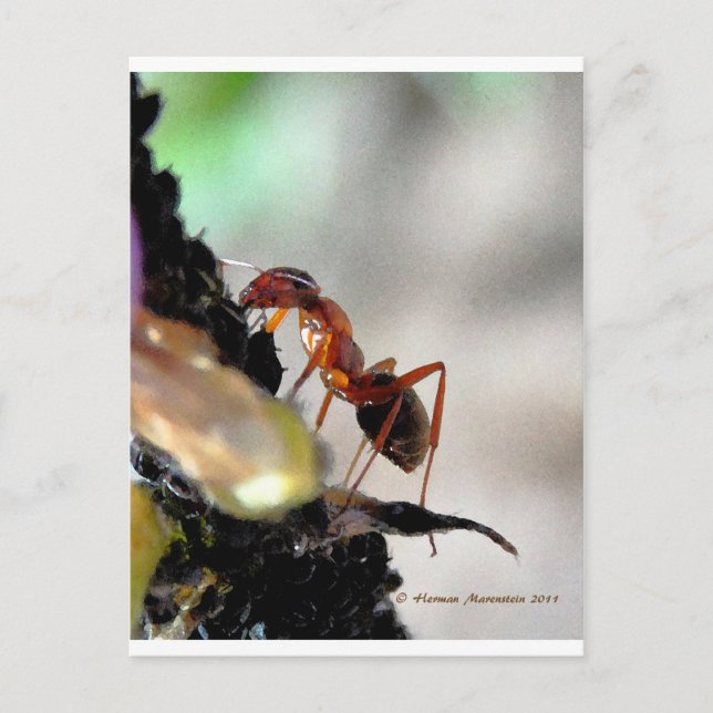 ant g postcard (Front)