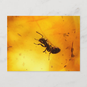 Ant inside amber postcard