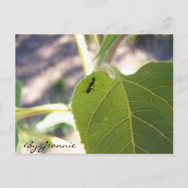 Ant on Leaf Postcard (Front)