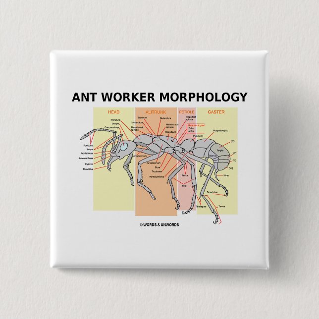 Ant Worker Morphology 2 Inch Square Button (Front)