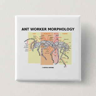 Ant Worker Morphology 2 Inch Square Button