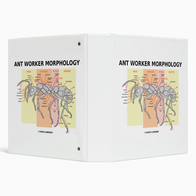Ant Worker Morphology Binder (Background)
