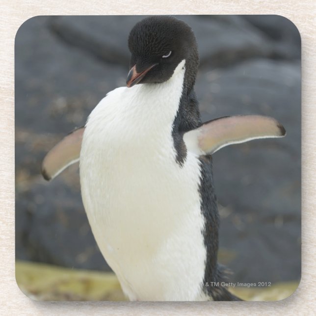 Antarctic Coaster (Front)