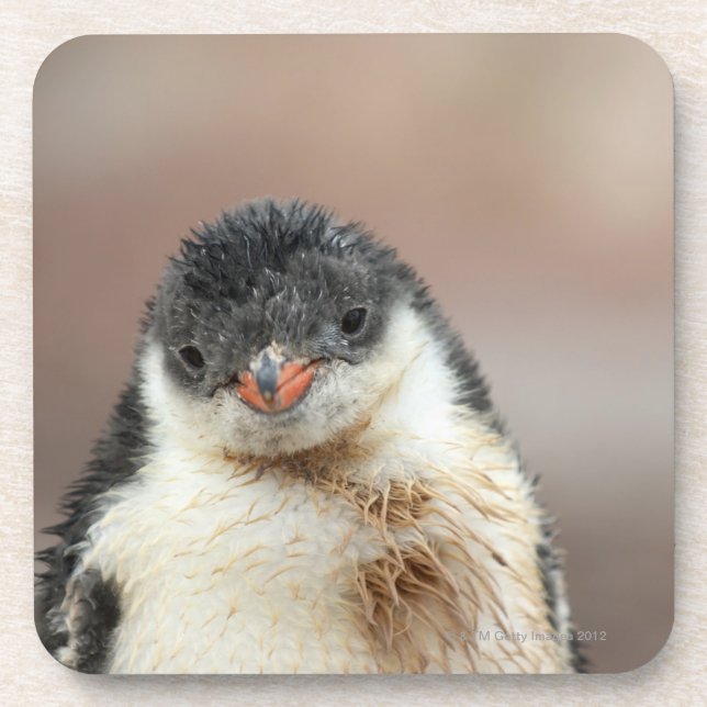 Antarctic Coaster (Front)