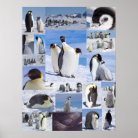 Antarctic Emperor Penguin Collage Poster