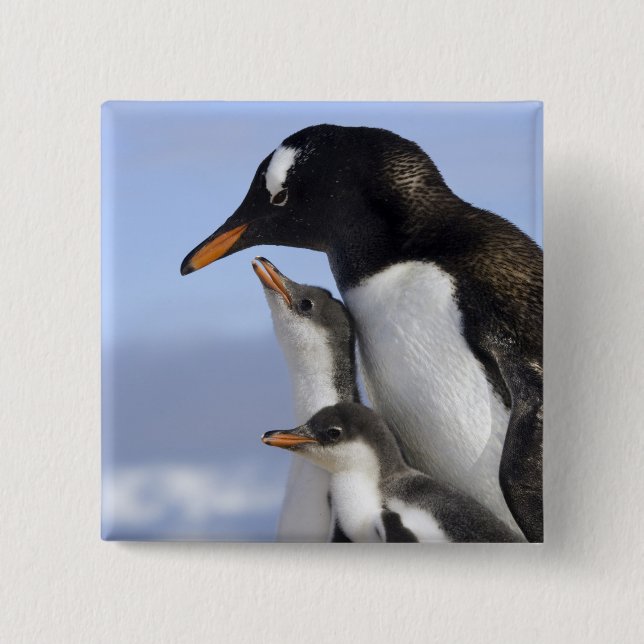 Antarctic Peninsula, Neko Harbour, Gentoo 2 Inch Square Button (Front)