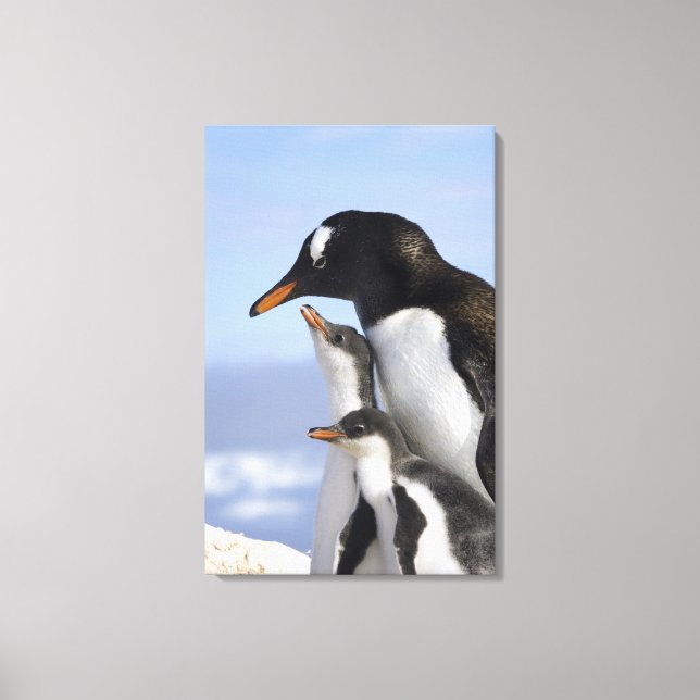 Antarctic Peninsula, Neko Harbour, Gentoo Canvas Print (Front)