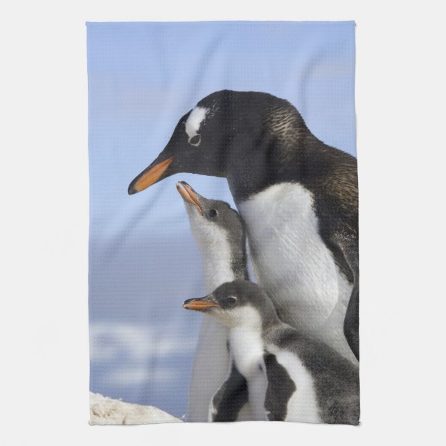 Antarctic Peninsula, Neko Harbour, Gentoo Kitchen Towel (Vertical)