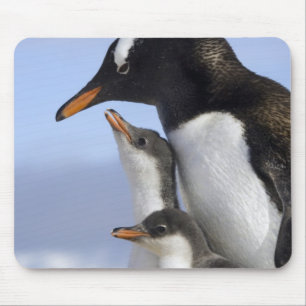 Antarctic Peninsula, Neko Harbour, Gentoo Mouse Pad