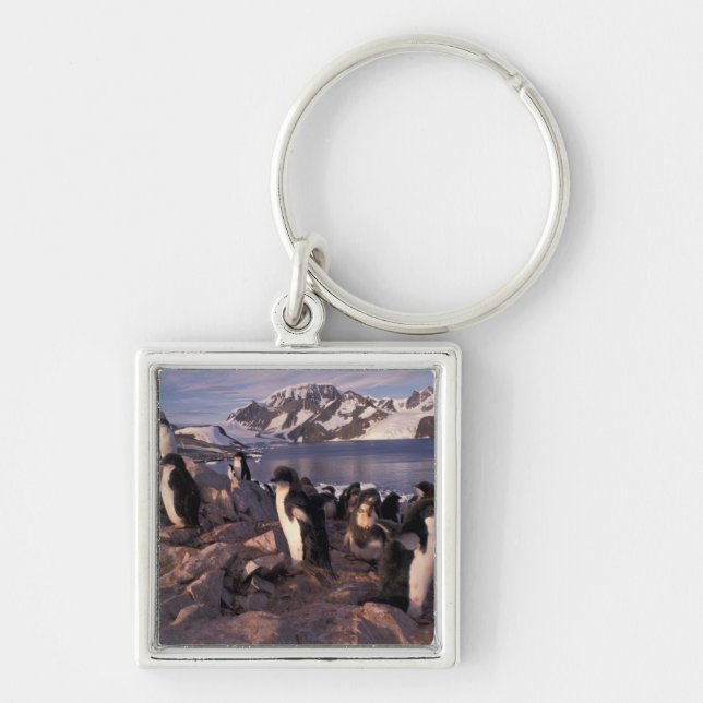Antarctica, Adelie penguin chicks Keychain (Front)
