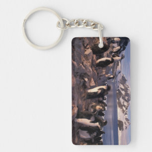 Antarctica, Adelie penguin chicks Keychain