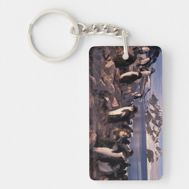 Antarctica, Adelie penguin chicks Keychain (Front)