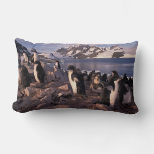 Antarctica, Adelie penguin chicks Lumbar Pillow