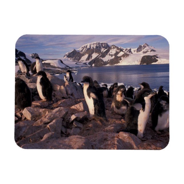 Antarctica, Adelie penguin chicks Magnet (Horizontal)