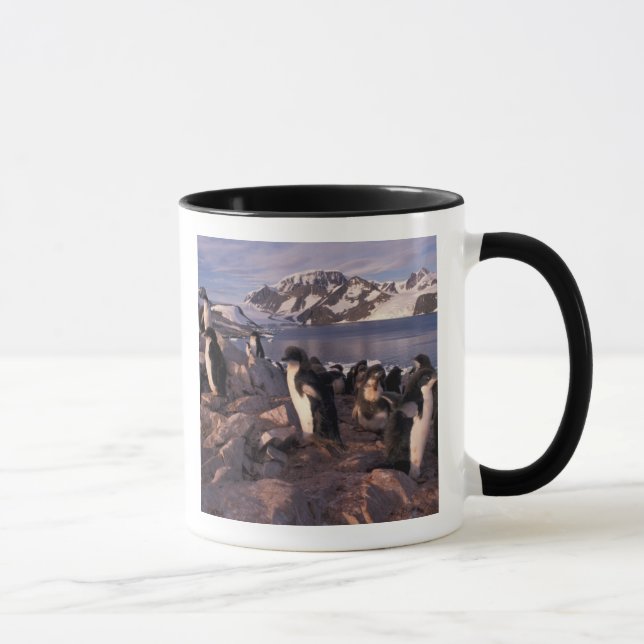 Antarctica, Adelie penguin chicks Mug (Right)