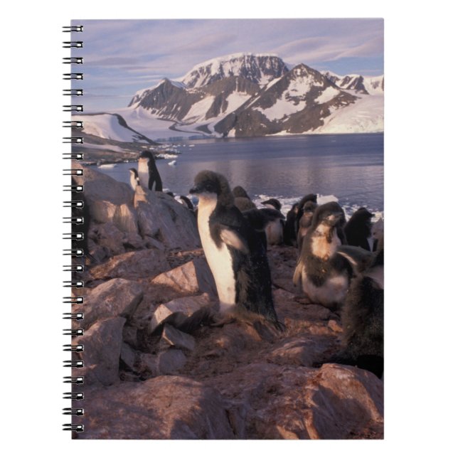 Antarctica, Adelie penguin chicks Notebook (Front)