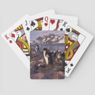 Antarctica, Adelie penguin chicks Playing Cards
