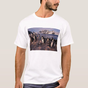 Antarctica, Adelie penguin chicks T-Shirt