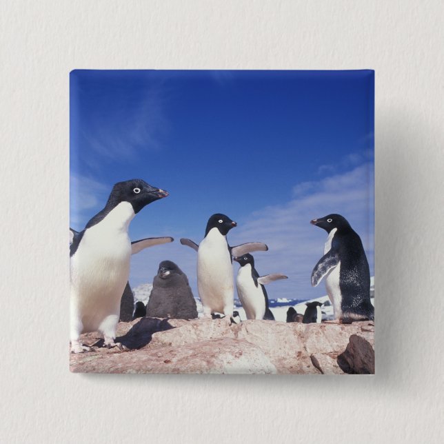 Antarctica, Adelie Penguin Pygoscelis 2 Inch Square Button (Front)