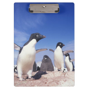 Antarctica, Adelie Penguin Pygoscelis Clipboard