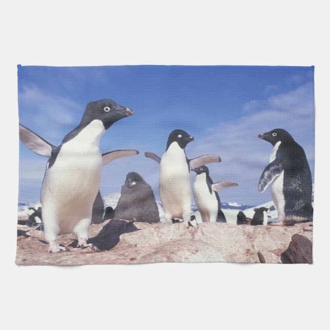 Antarctica, Adelie Penguin Pygoscelis Kitchen Towel (Horizontal)
